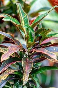 plant, garden, croton shrub, nursery, nature, variegated leaves