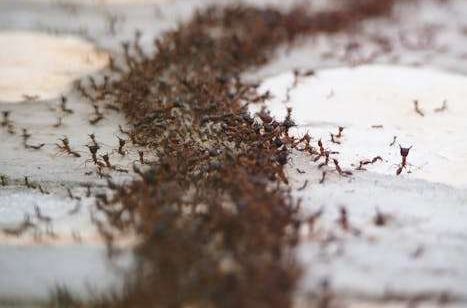 pest control in port charlotte - a large group of fire ants