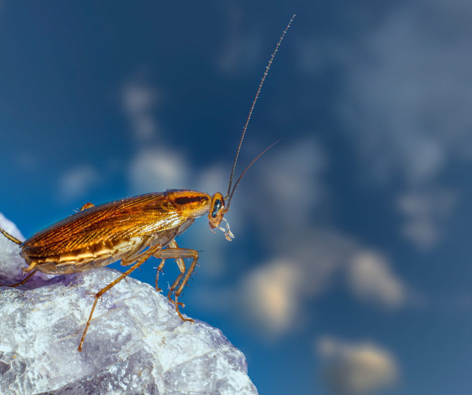 roach control Port Charlotte FL