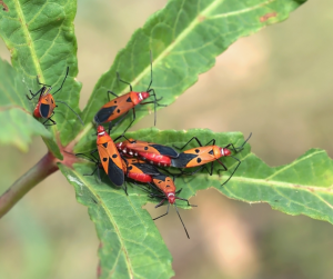 7 Expert SWFL Pest Control for a group of orange and black insects as seen here
