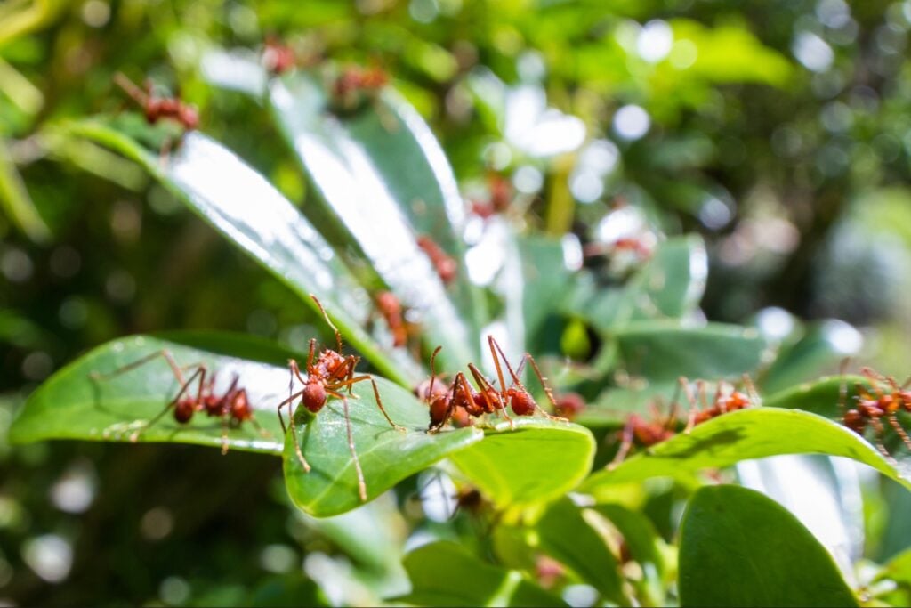 ant control Port Charlotte FL