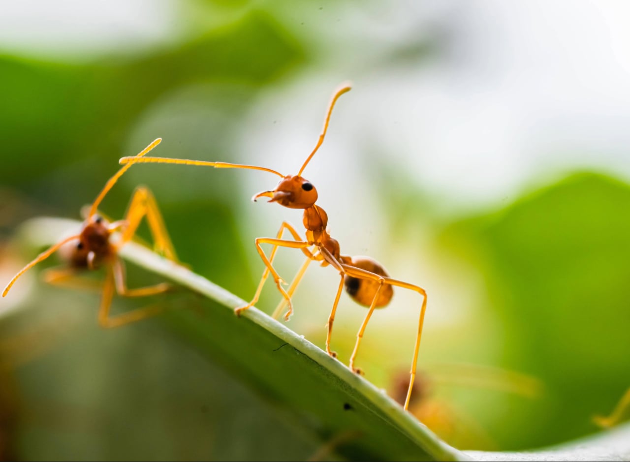 ant control in Port Charlotte FL
