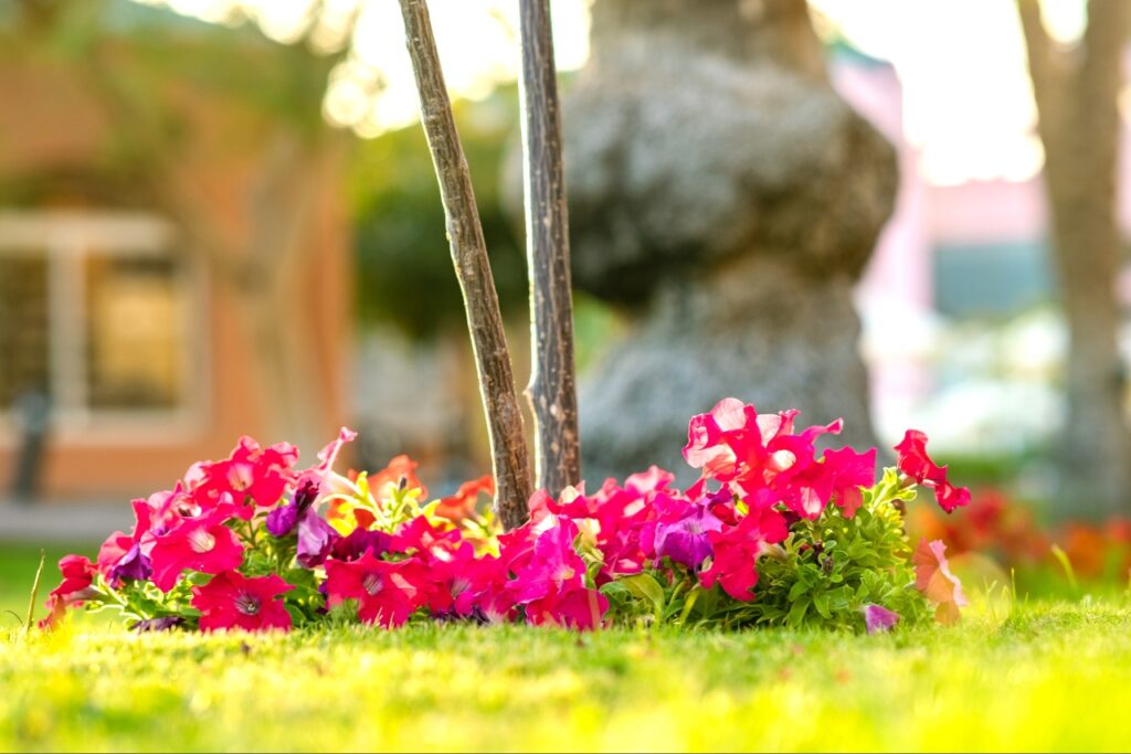 Cape Haze landscaping services