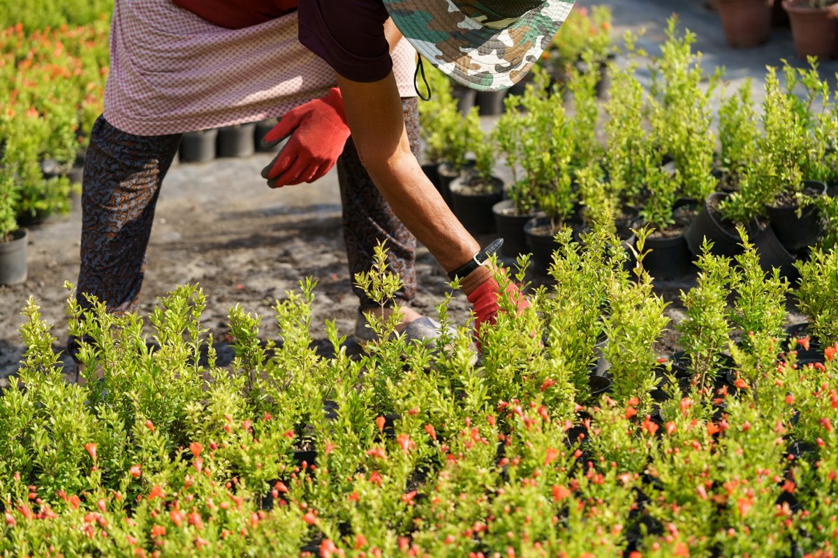 landscape supply Murdock FL