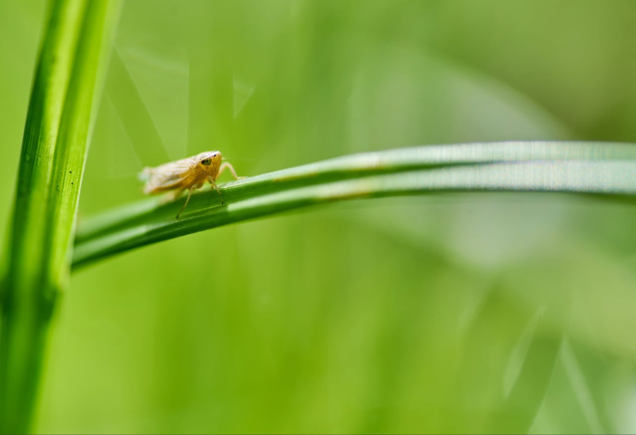 lawn pest control Port Charlotte FL