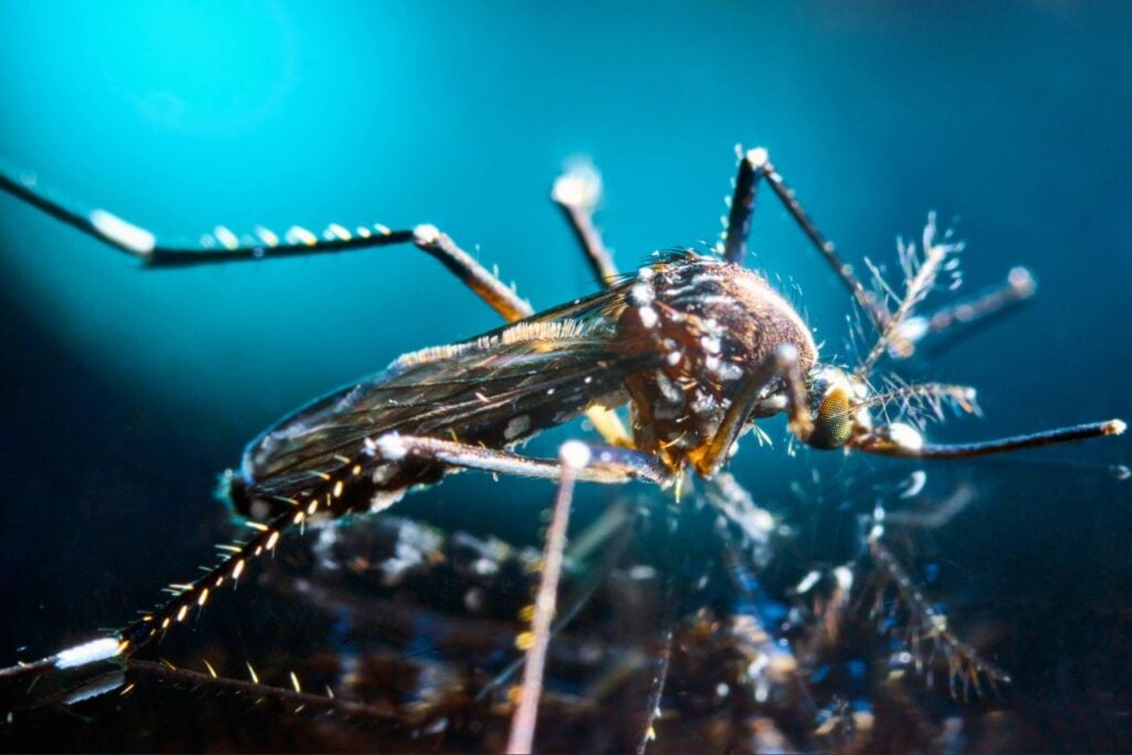 mosquito control Port Charlotte FL
