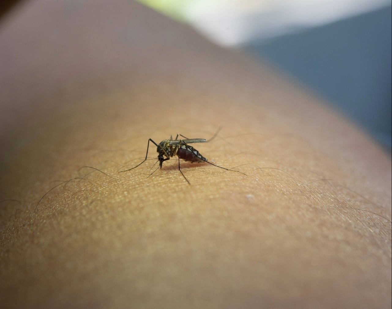 mosquito control Port Charlotte FL