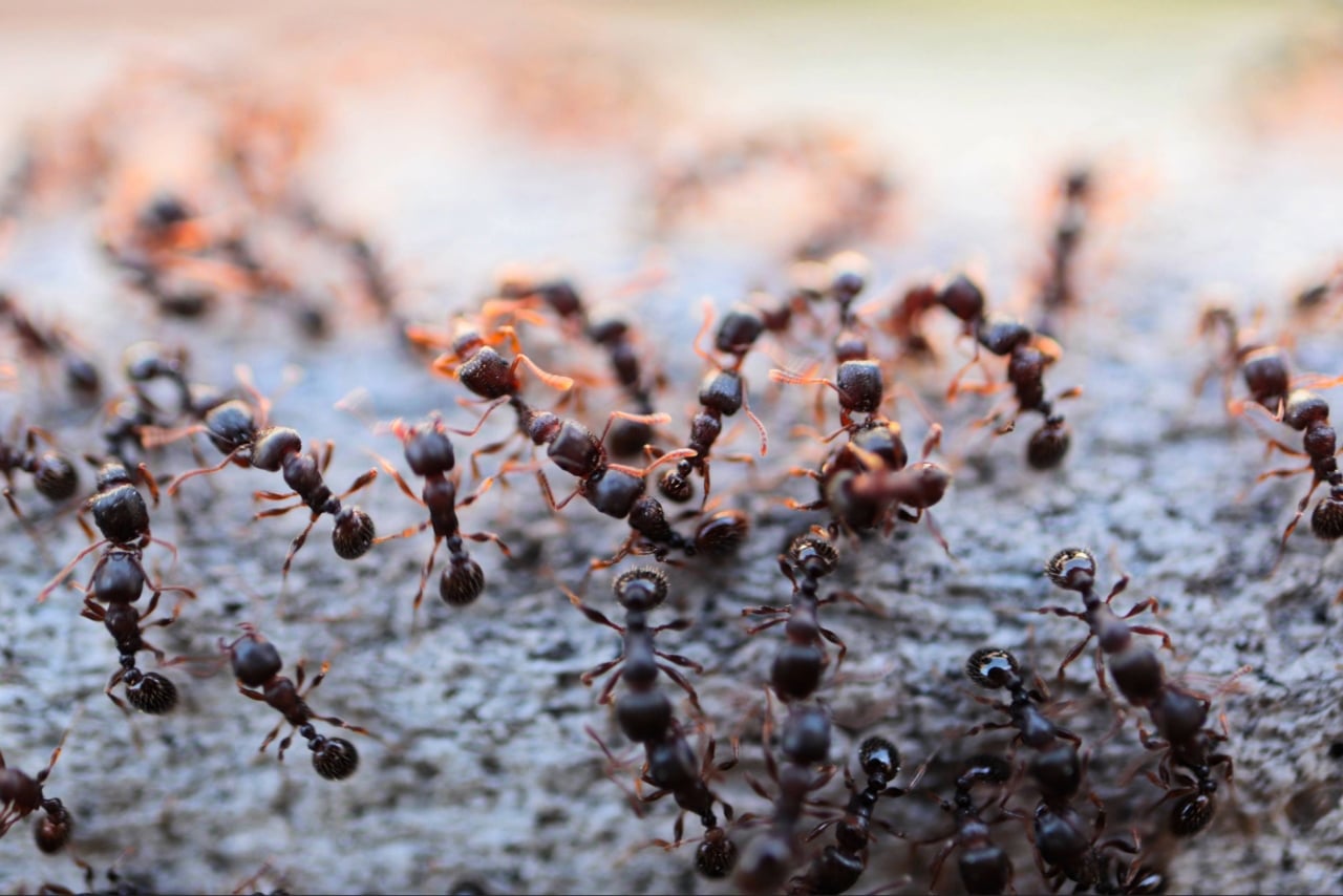 ant control Port Charlotte FL