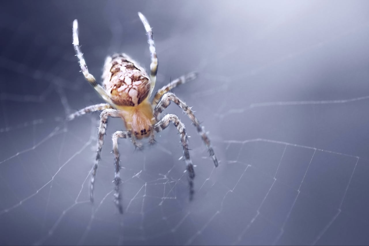 spider control Port Charlotte