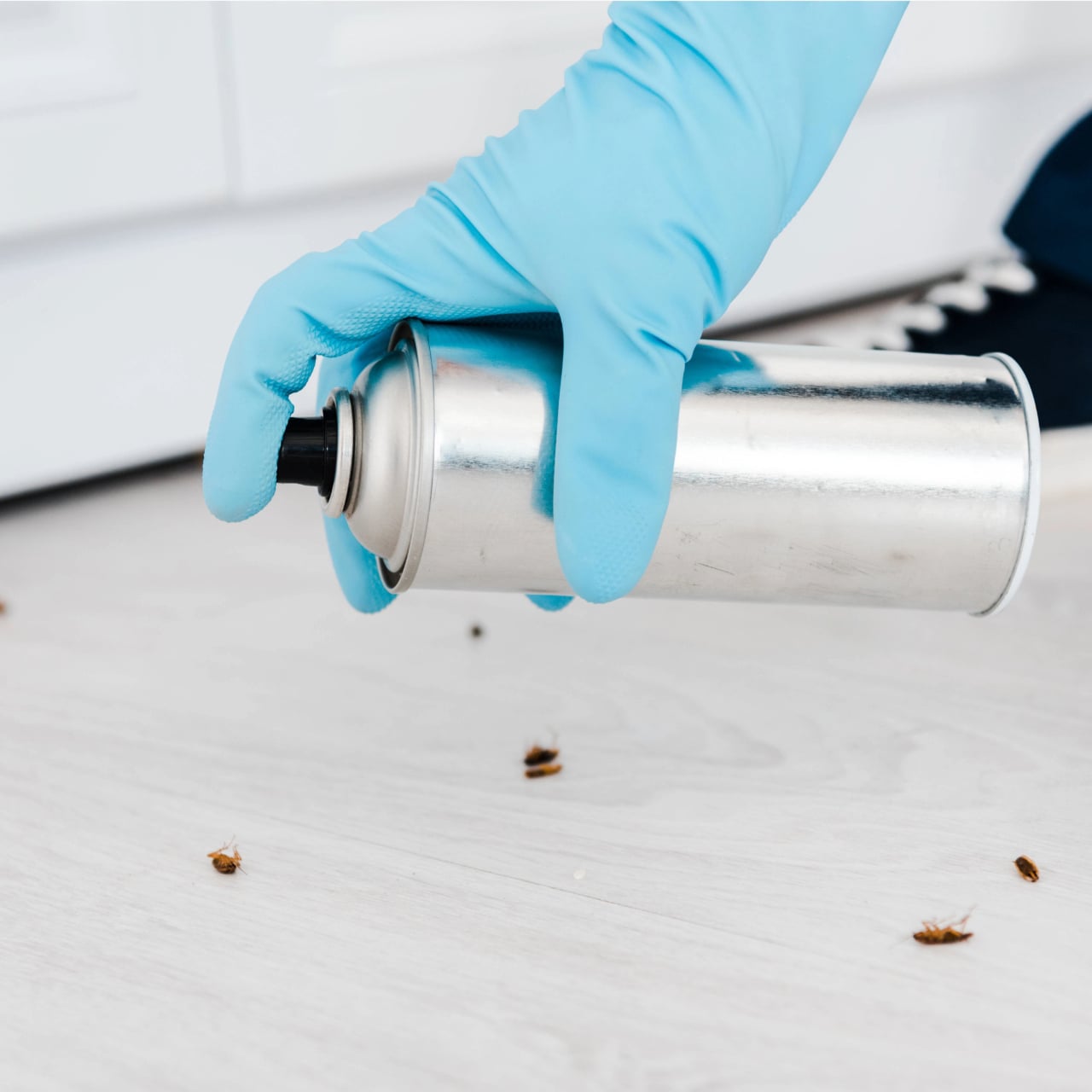 roach control Port Charlotte FL