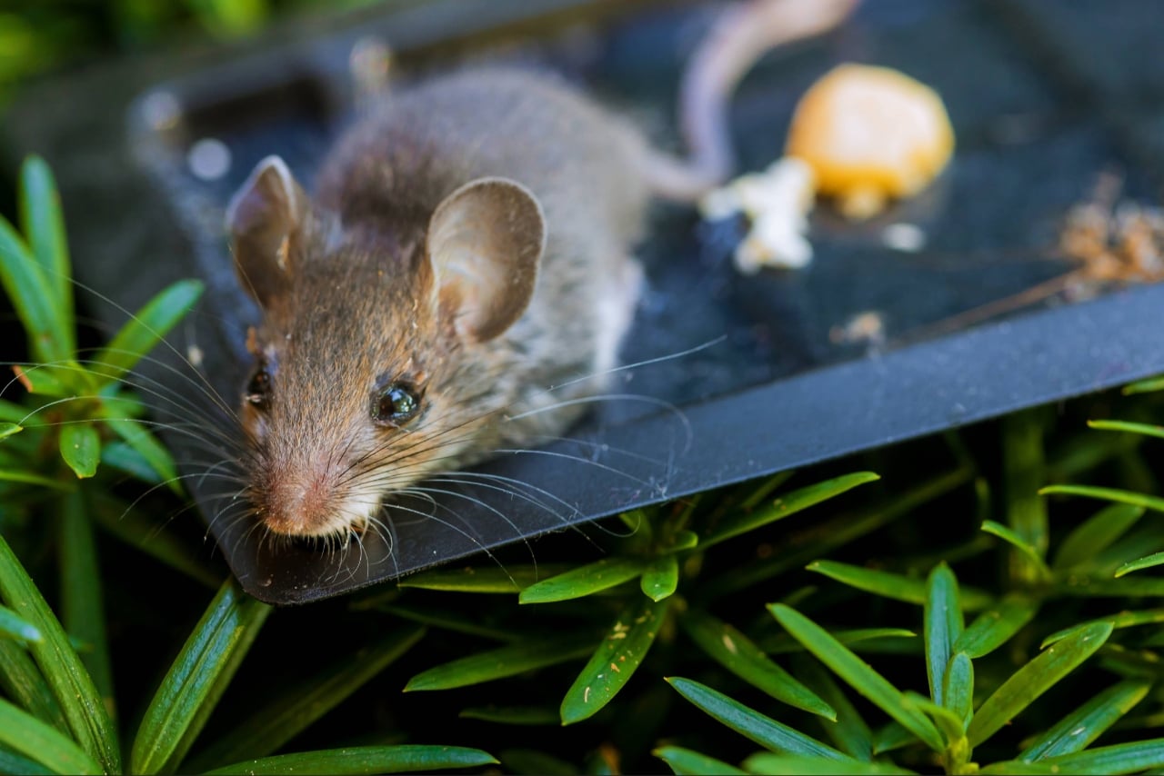 rodents control in Port Charlotte FL