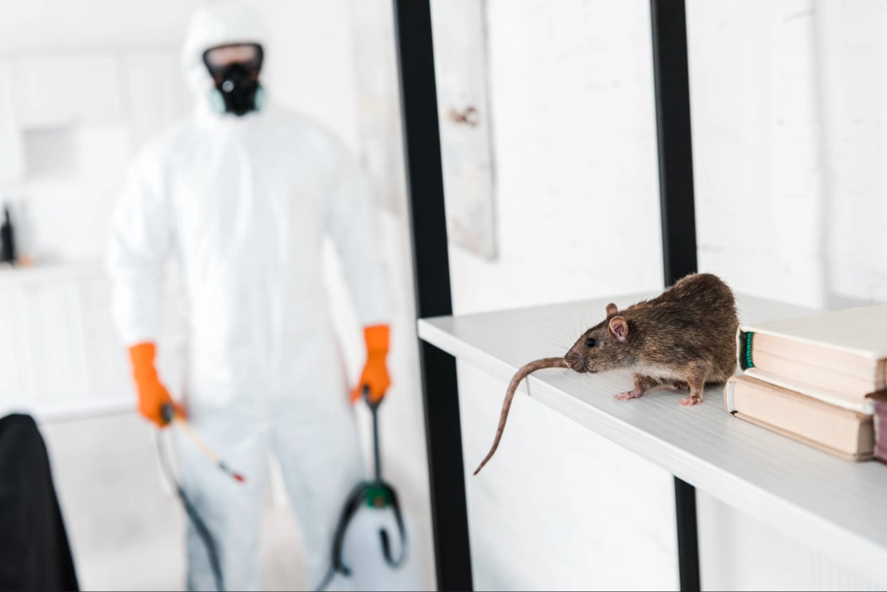 rodent control Port Charlotte FL
