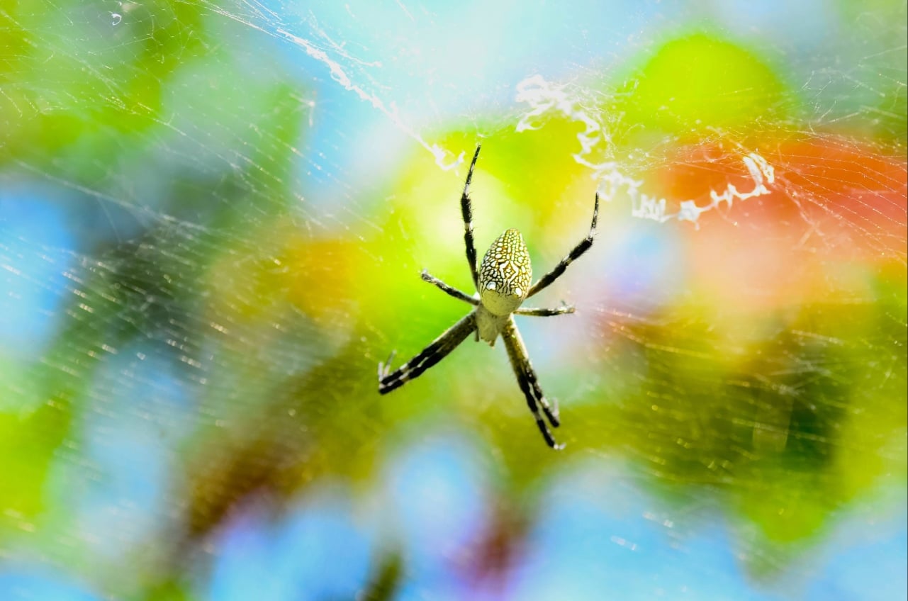 Spider control service removing webs and insects from home exterior