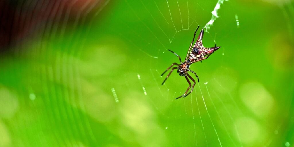 spider control Port Charlotte FL