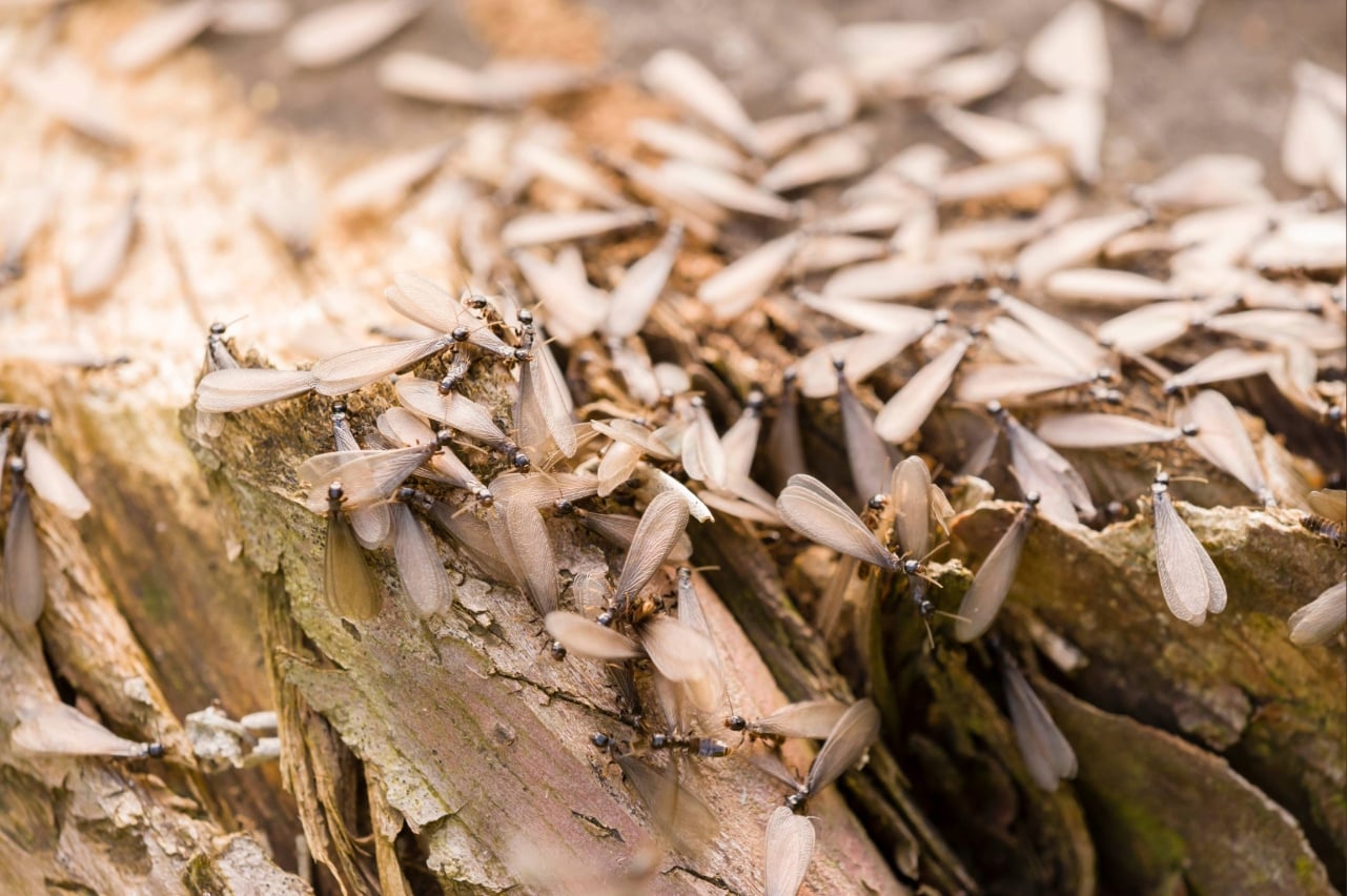 termite control Port Charlotte FL