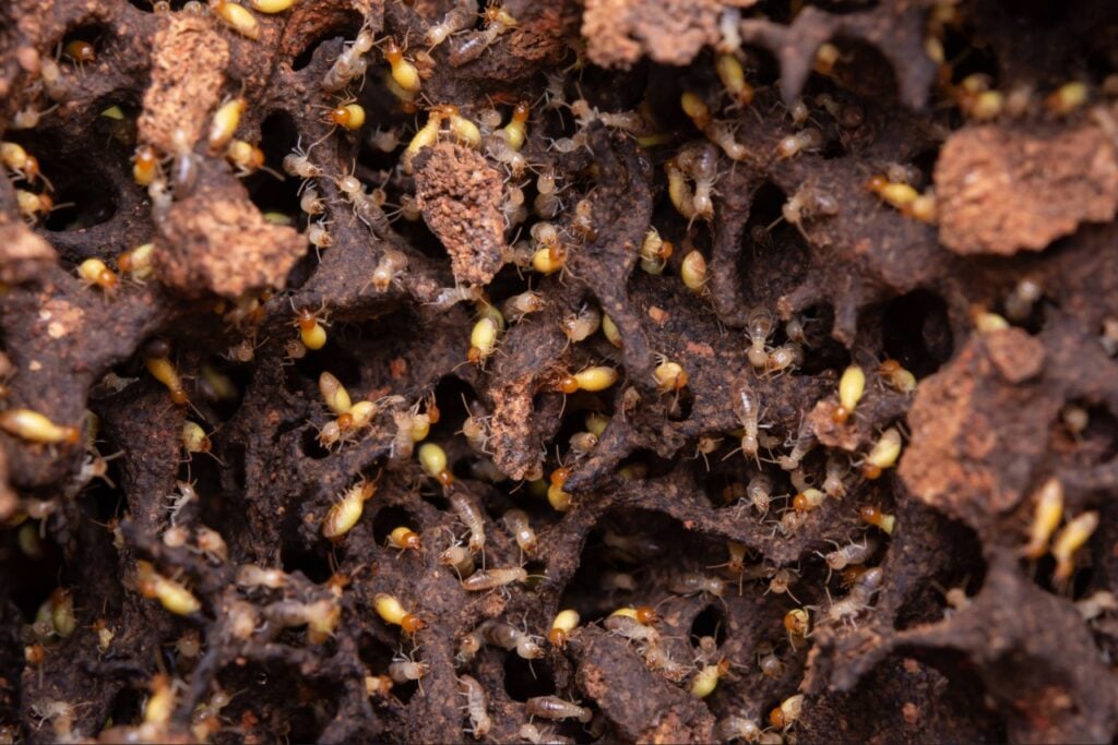 termite control Port Charlotte Fl