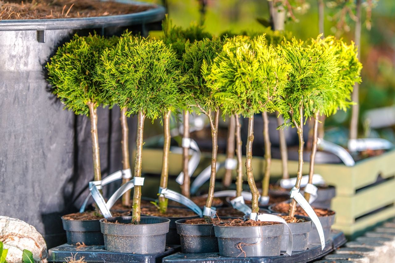 Landscape Supply Service Areas in Port Charlotte, FL 4 Landscape supply Cape Haze FL