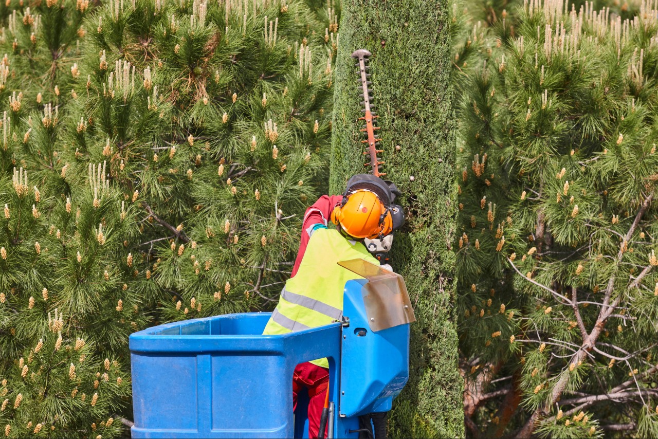 tree trimming Port Charlotte FL