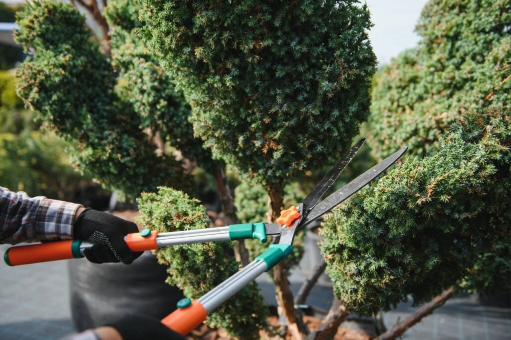 tree trimming Port Charlotte FL