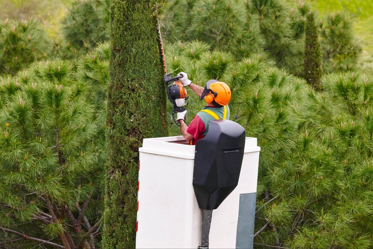 tree trimming Port Charlotte FL