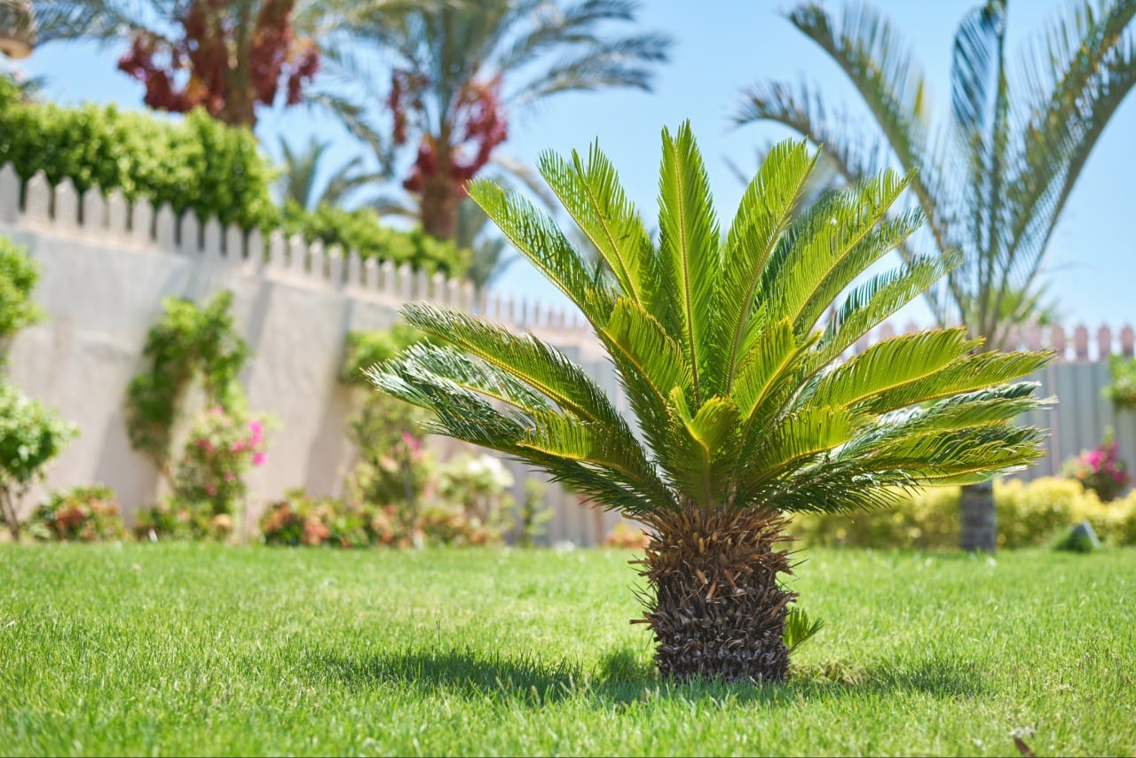 Lawn Care Port Charlotte FL