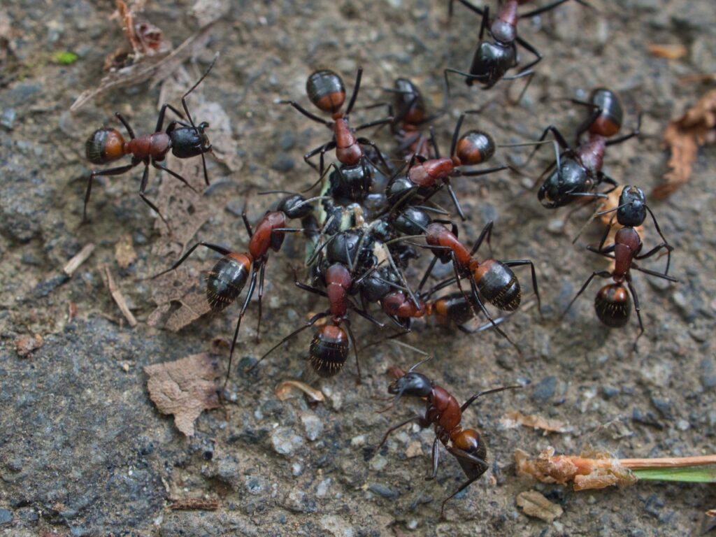 common household pests in Southwest Florida | Ant infestation inside a Southwest Florida home requiring professional pest control