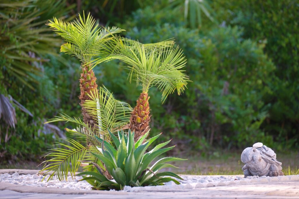 Best Plants for Florida Landscaping | Florida native plants used in a residential landscape design