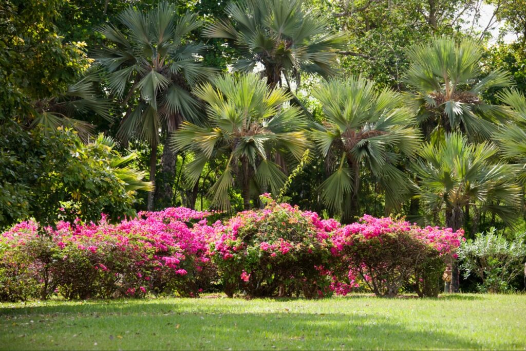 Best Plants for Florida Landscaping | Low maintenance Florida landscaping with palms shrubs and ornamental grasses