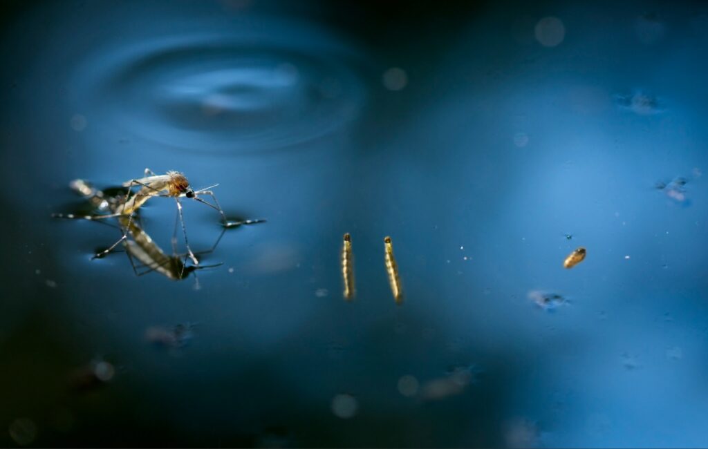 common household pests in Southwest Florida | Mosquito control treatment for residential properties in Southwest Florida
