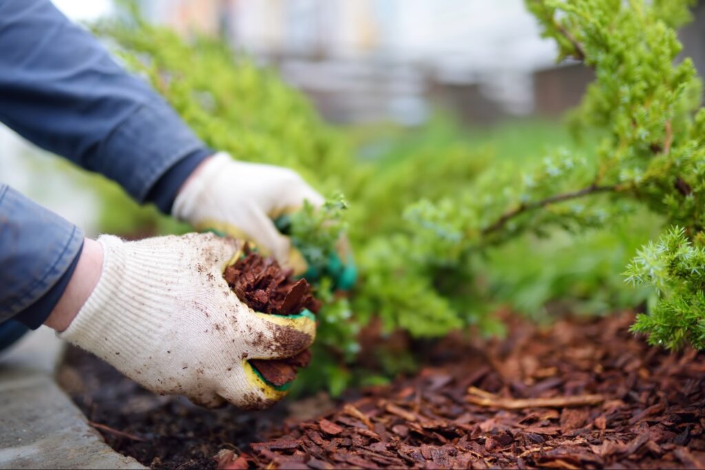Best mulch for Florida landscaping | Professional mulch installation service in Port Charlotte Florida landscaping project