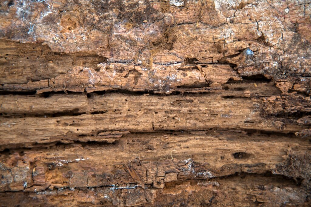 common household pests in Southwest Florida | Professional termite inspection at a Port Charlotte home showing signs of termite activity