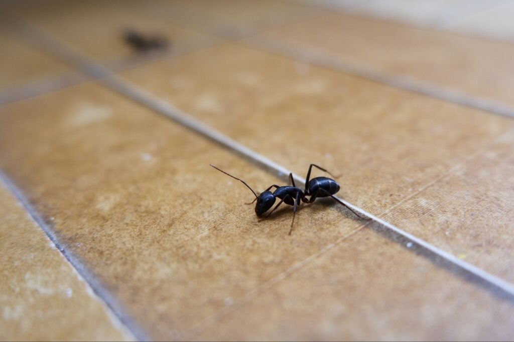 Signs You Need Professional Pest Control in Port Charlotte FL 2 Signs you need professional pest control in Port Charlotte FL because of recurring ant activity