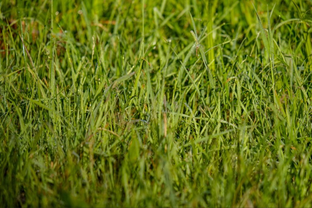 How to Choose the Right Grass for Your Port Charlotte FL Lawn: 7 Expert Tips for a Healthier Yard 2 Bahia grass for low-maintenance Port Charlotte FL lawns