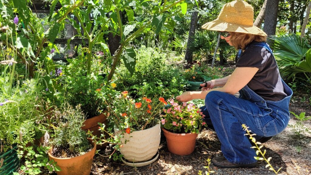 Florida-friendly plants help prevent landscaping mistakes Port Charlotte FL homeowners commonly make