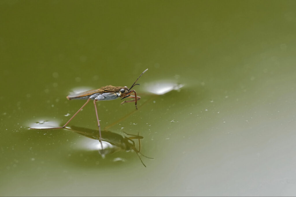 Prevent pest infestations in Florida homes by controlling moisture and standing water