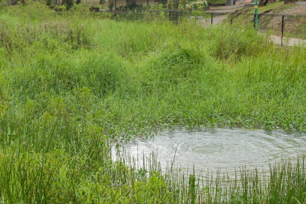Signs You Need Professional Pest Control in Port Charlotte FL 4 Signs you need professional pest control in Port Charlotte FL by eliminating mosquito breeding areas