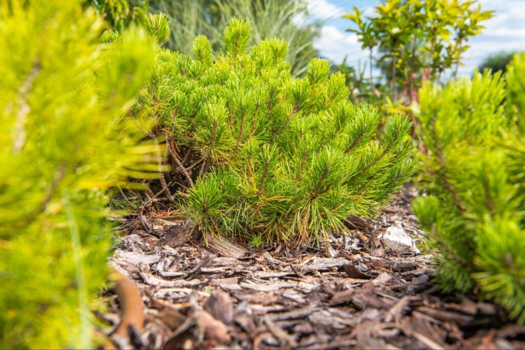 Mulched landscape beds in a Florida home