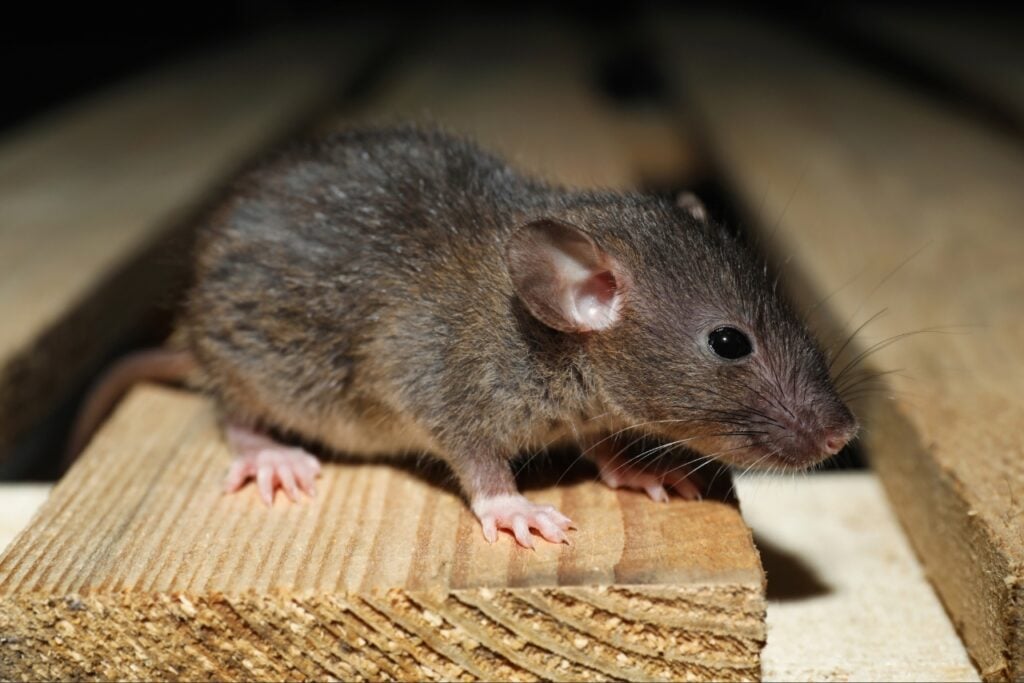 Signs You Need Professional Pest Control in Port Charlotte FL 1 Signs you need professional pest control in Port Charlotte FL after finding rodent droppings