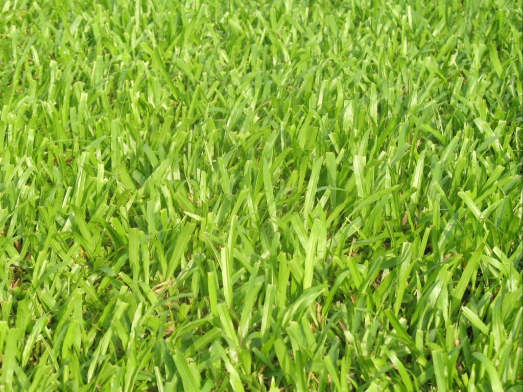 How to Choose the Right Grass for Your Port Charlotte FL Lawn: 7 Expert Tips for a Healthier Yard 1 St. Augustine grass for Port Charlotte FL residential lawns