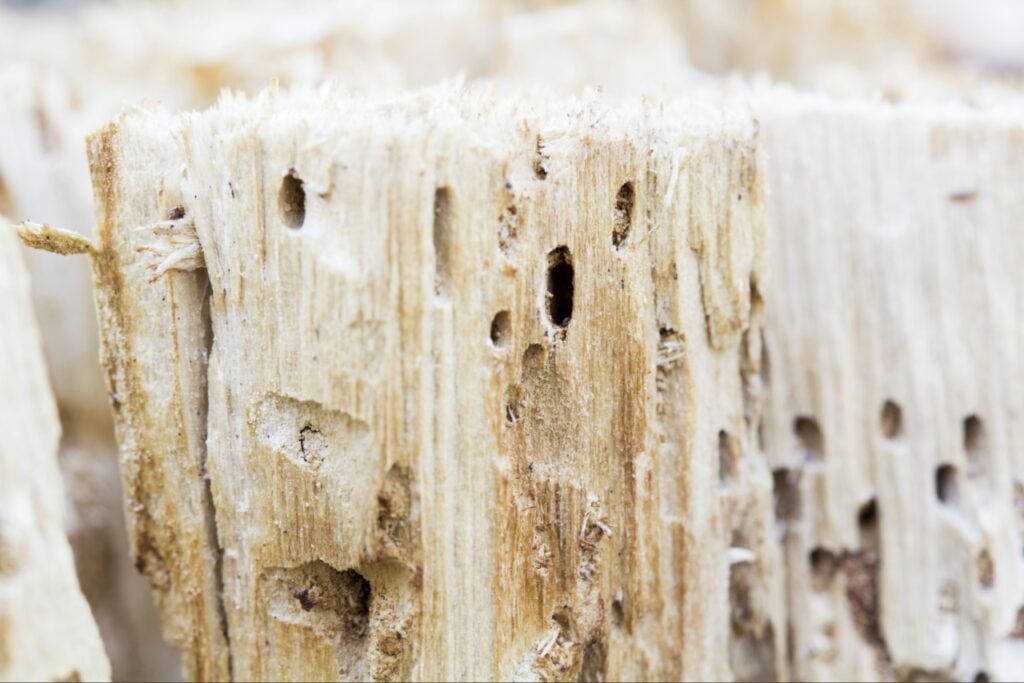 Signs You Need Professional Pest Control in Port Charlotte FL 3 Signs you need professional pest control in Port Charlotte FL due to termite damage