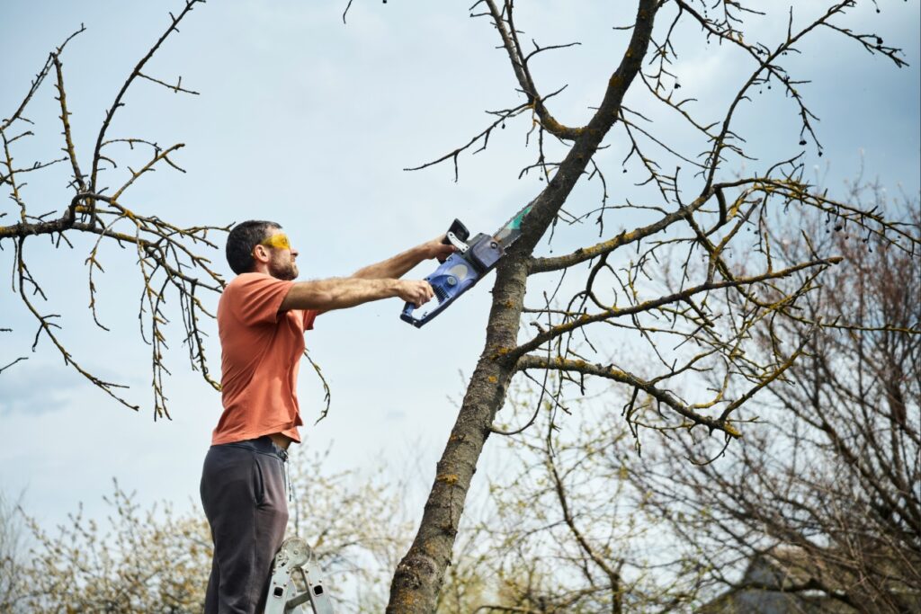 Prepare Florida landscape for hurricane season by pruning damaged tree branches