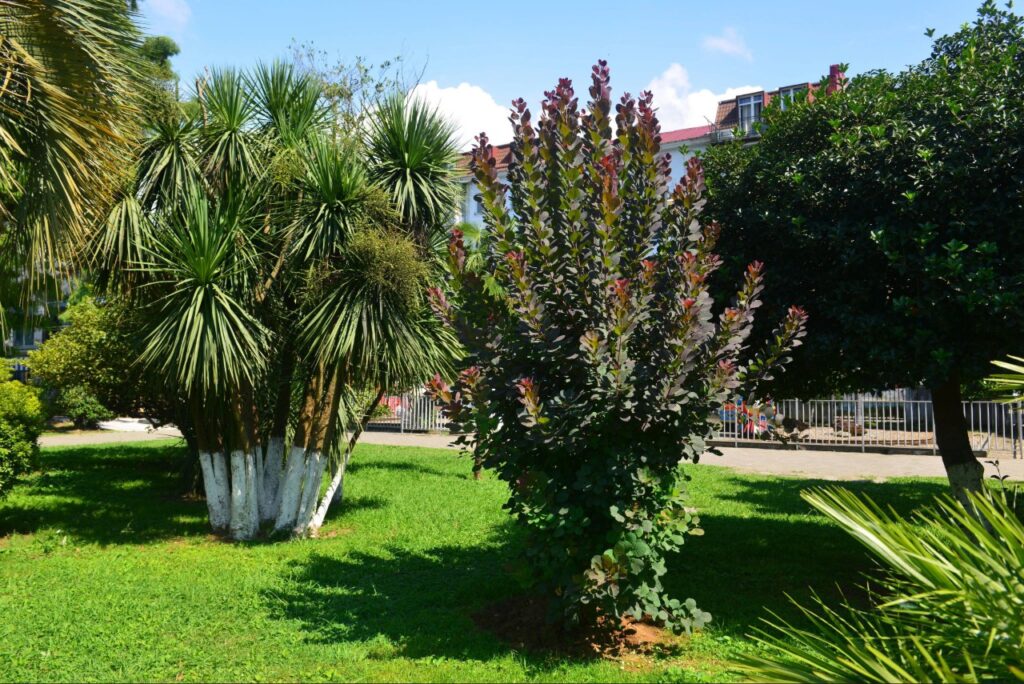 Florida-friendly plants used in a residential front yard