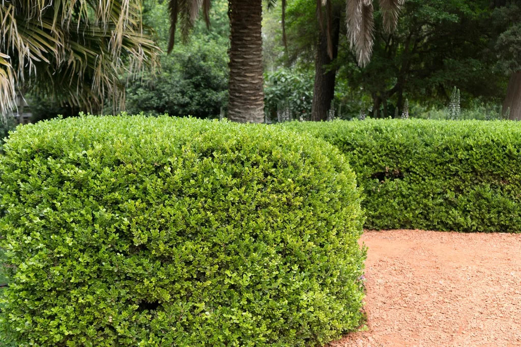 Florida landscaping maintained to reduce pest entry into a home