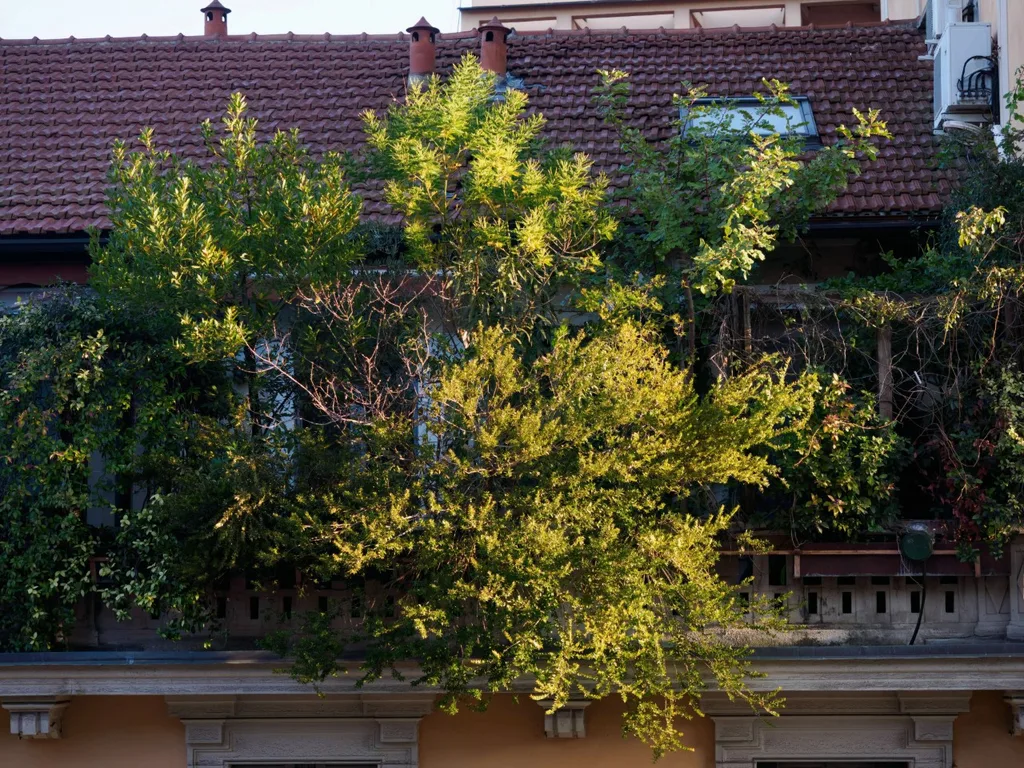 Florida landscaping providing pest pathways to a home