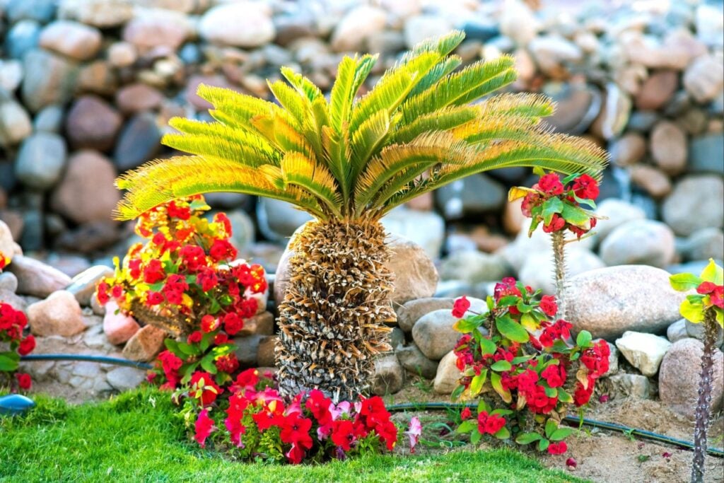 Landscape rock exposed to Florida sun near residential plants