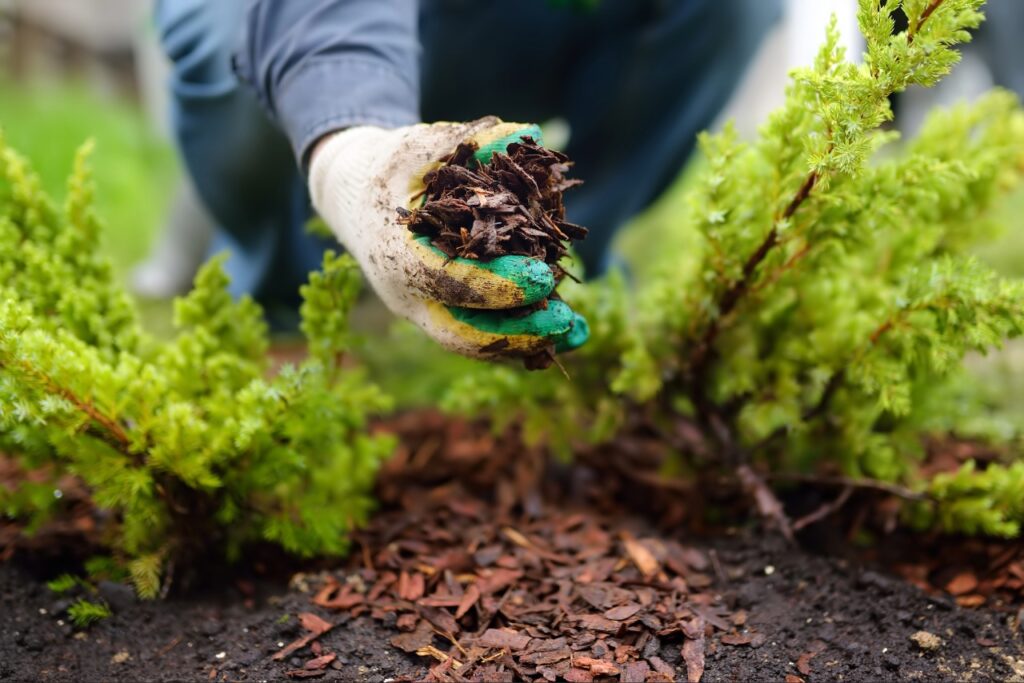 river rock vs mulch | Fresh mulch around shrubs in a landscaped garden