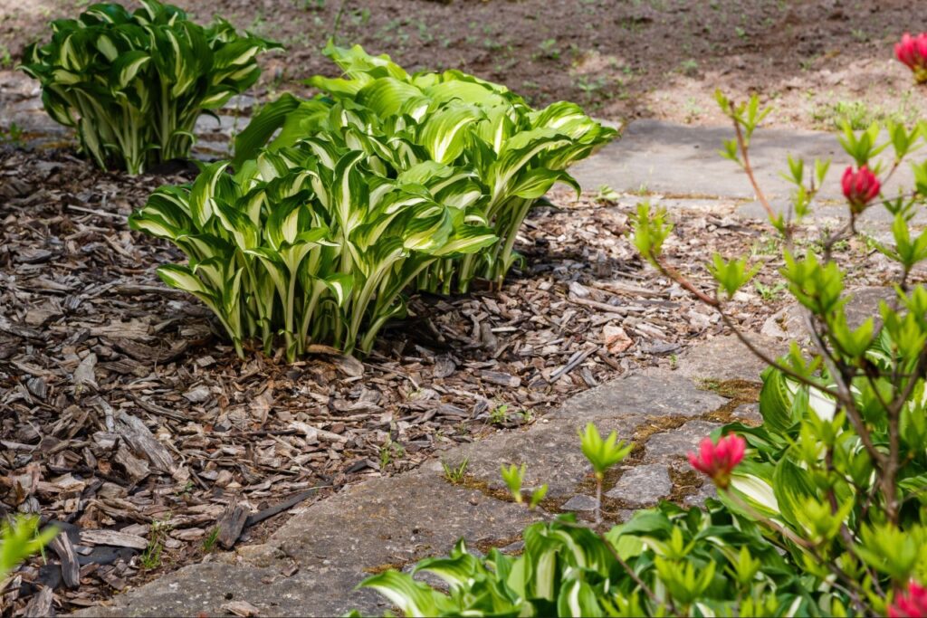Front walkway landscaping that improves home curb appeal