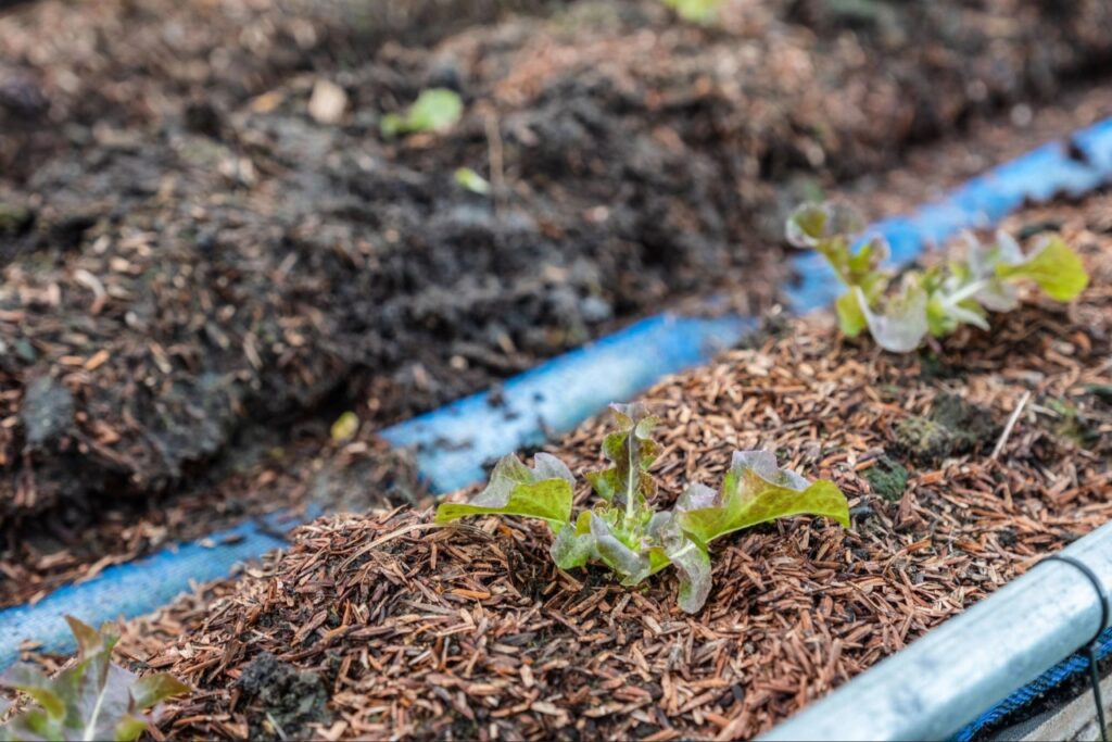 Mulch used as a landscape material around Florida planting beds