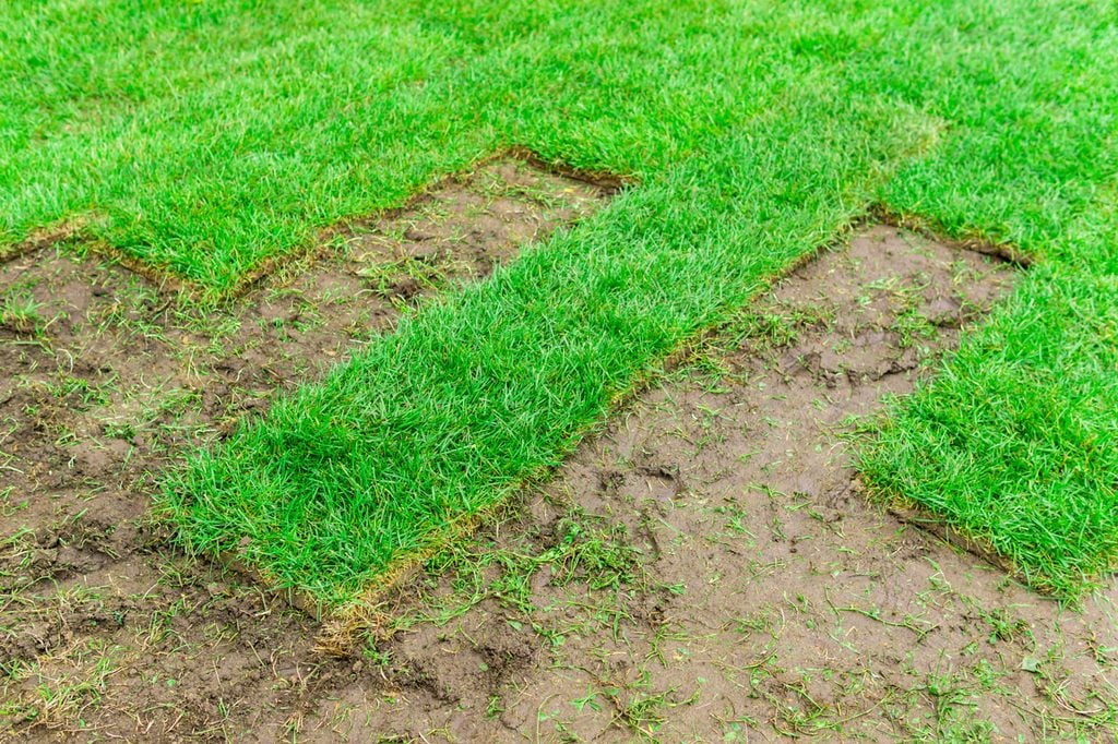 New sod installation over prepared Florida lawn soil