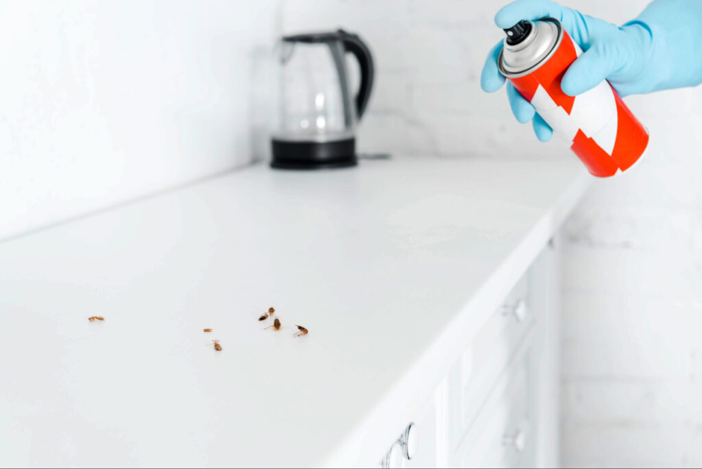 Signs of pest infestation from droppings inside a kitchen cabinet